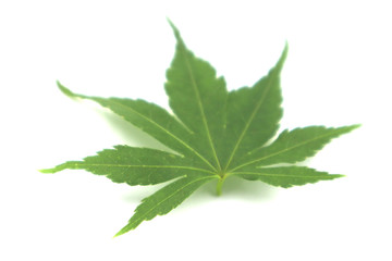 緑色の若々しいもみじを撮影しました