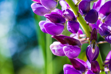 The macro shot of the purple and lilac iris or the orchid flowers on the green background in the sunny summer or spring day