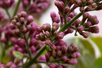 Lilac flowers in spring blooming scene. Blooming lilac flowers in spring.