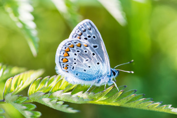 The macro shot of the beautiful blue butterfly on the little green grass branch in the warm sunny summer weather