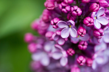Fototapeta na wymiar lilac branch. lilac flowers on the branch. lilac little lilac flowers