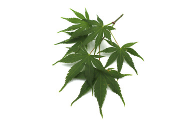 緑色の若々しいもみじを撮影しました