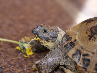grassland  tortoise eating dandelion