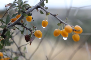 yellow flowers on tree branch