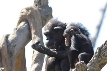 Parent and Child of Chimpanzee