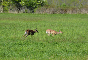 Fighting deer in spring meadow