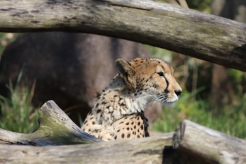 Head of Cheetah