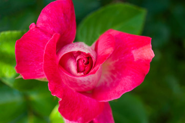 Red rose in the garden with green background