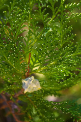 Fototapeta na wymiar Incense cedar tree Calocedrus decurrens branch close up.