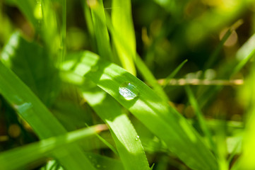 Drops of water on the green grass after rain, macro