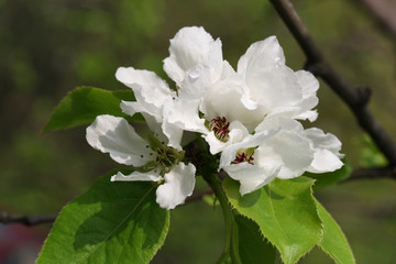 The apple tree is in blossom. Spring.
