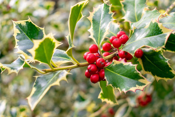 Holly (Ilex aquifolium) branch with bright red berries, Christmas plant commonly mistaken as mistletoe