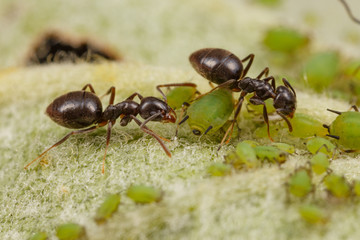 Technomyrmex ants tending green aphids on an apple tree, Albany, Western Australia