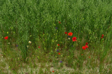 Champ de blé et coquelicots