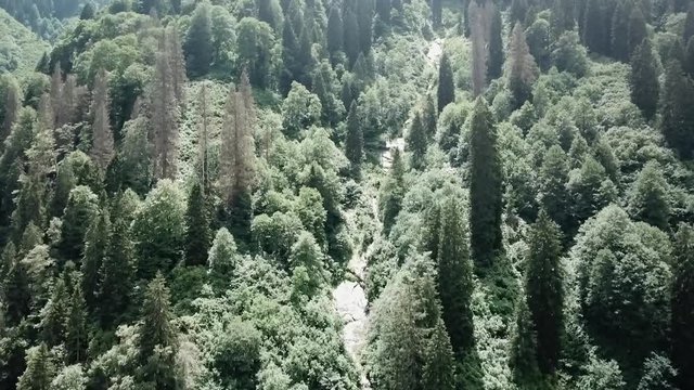 Drone footage of the forests and mountain valleys in Ayder, Turkey