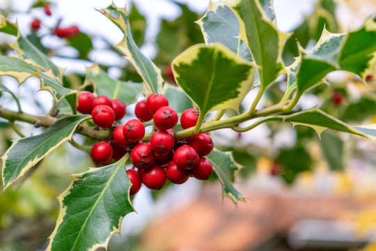Holly (Ilex aquifolium) branch with bright red berries, Christmas plant commonly mistaken as mistletoe