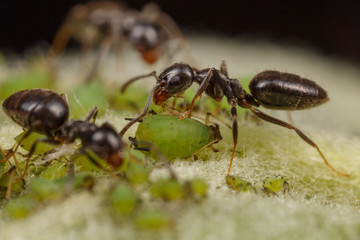 Technomyrmex ants tending green aphids on an apple tree, Albany, Western Australia