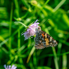  Summer butterfly on a purple flower on a sunny day