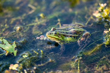 Frog Amphibian Hiding in the Pond