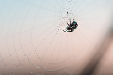 macro photo of spider on web. sunset