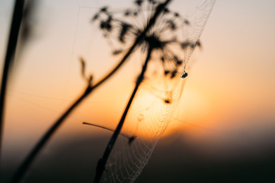 closeup photo of spider on web. sunset
