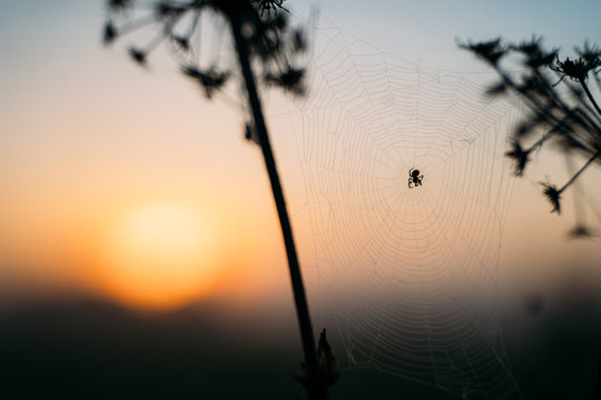 closeup photo of spider on web. sunset
