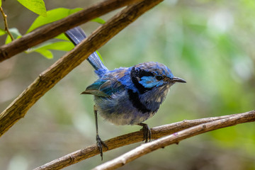 Scruffy but beautiful male splendid fairy wren in Western Australia