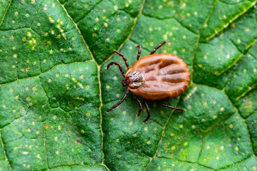 Encephalitis Virus or Lyme Borreliosis Disease or Monkey Fever Infectious Dermacentor Tick Arachnid Parasite Insect on Green Leaf Macro