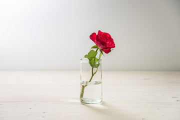 Red roses with white rustic wooden background, Valentine's Day..Single red flower on a big empty and clear space.