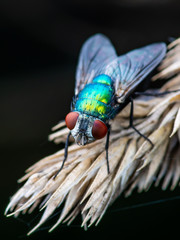 Exotic Drosophila Fruit Fly Diptera Parasite Insect on Plant on Dark Background