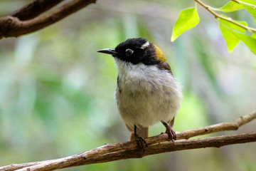 Perched Western Honeyeater (Melithreptus whitlocki, photographed near Albany in southern Western Australia
