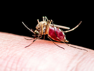 Encephalitis, Yellow Fever, Malaria Disease or Zika Virus Infected Culex Mosquito Parasite Insect Macro Isolated on Black Background