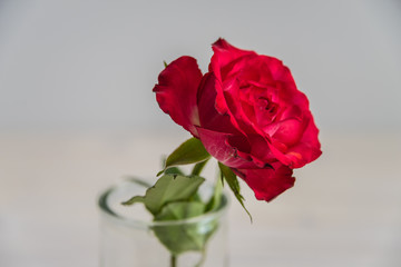 Red roses with white rustic wooden background, Valentine's Day..Single red flower on a big empty and clear space.