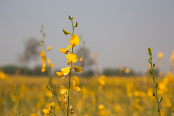 Crotalaria yellow juncea background with white space.