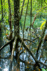 Flooded mangrove forest in tropical northern Queensland, Australia