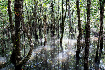 Moody marsh swamp in tropical Australia