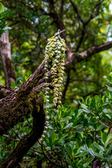 Button plant in tropical Australian rainforest