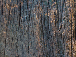 Obraz premium Closeup dried texture of dark brown bark.