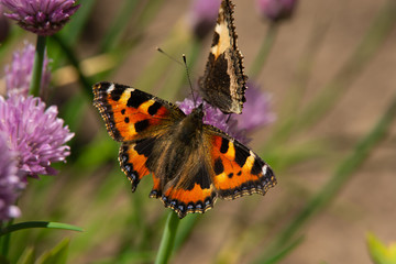 butterfly on flower