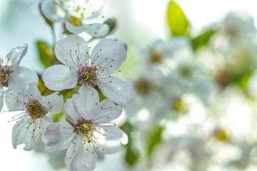 blooming apple tree close-up in macro background