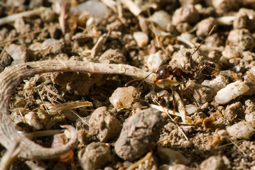 red ants eating