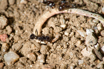 ants eating