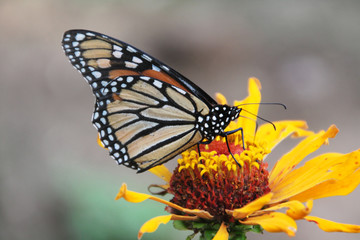 Monarchfalter 
