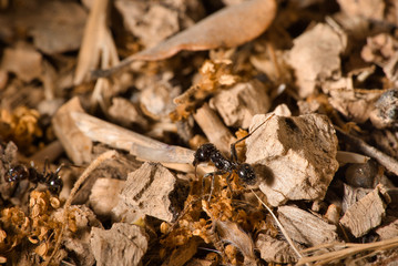 ants on orange dry ground