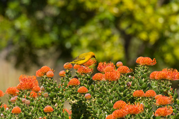Cape weaver sitting on orange shrub