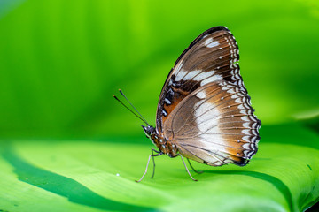 Varied eggfly butterfly, Hypolimnas bolina, Queensland, Australia