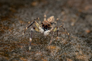 Frewena sp., a camoflaged jumping spider from Australia with large eyes and white palps