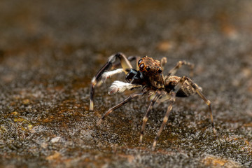 Frewena sp., a camoflaged jumping spider from Australia with large eyes and white palps