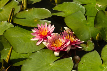 Water lilies