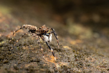 Frewena sp., a camoflaged jumping spider from Australia with large eyes and white palps